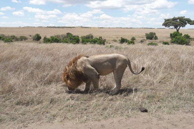 3 Days Masai Mara Experience