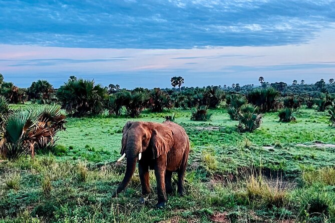 3 Days Murchison Falls National Park Safari & Rhino Tracking