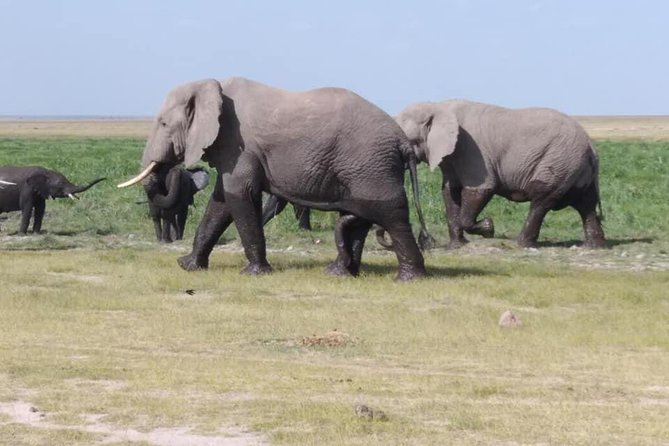3 Days Safari Tsavo East and Amboseli National Park.