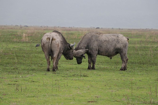 3 Days Tarangire, Manyara & Ngorongoro Mid-Range Camping Safari Tour Tanzania