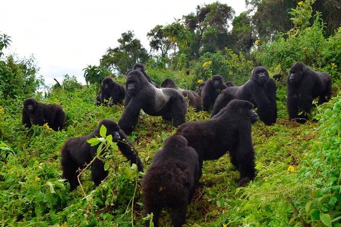 3 Days Uganda Gorilla Safari Tour With Relaxation on Lake Bunyonyi