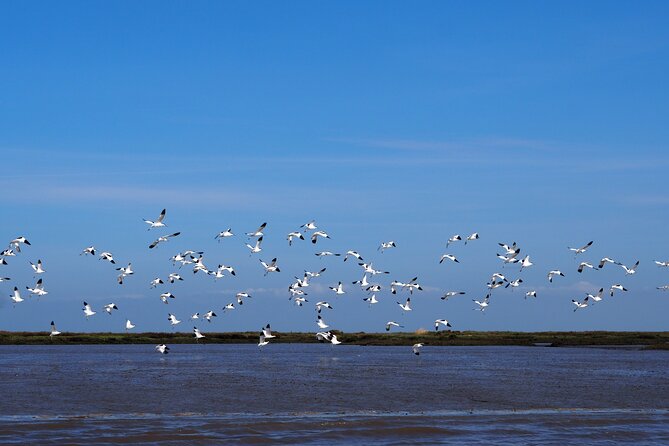 3-Hour Boat Trip and Birdwatching in the Tagus Estuary