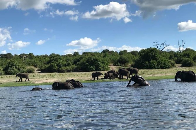 3 Hours Chobe River Boat Cruise