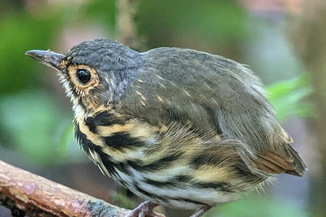 3 Hours Uvita Bird Watching Oro Verde