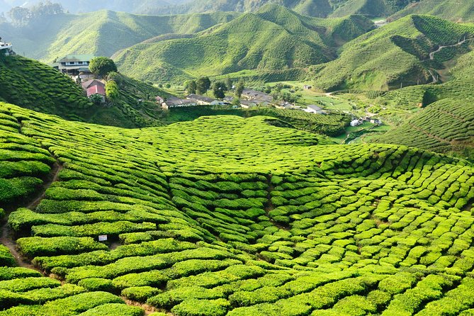 3-Night Cameron Highlands and Penang Tour From Kuala Lumpur - Accommodation and Inclusions