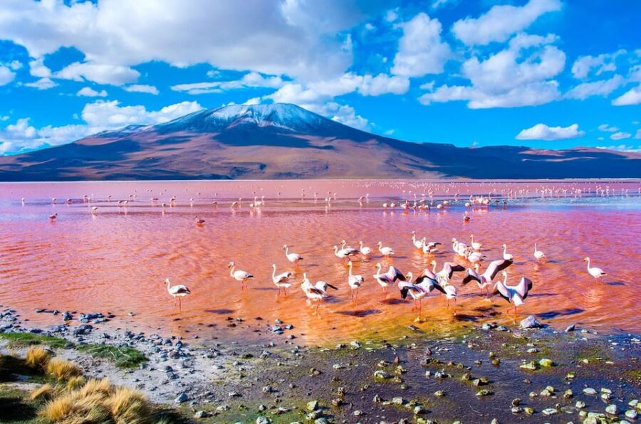 3d/2n SALAR - SALT HOTEL and LAGOONS - Guide in Spanish - Tour Overview and Pricing