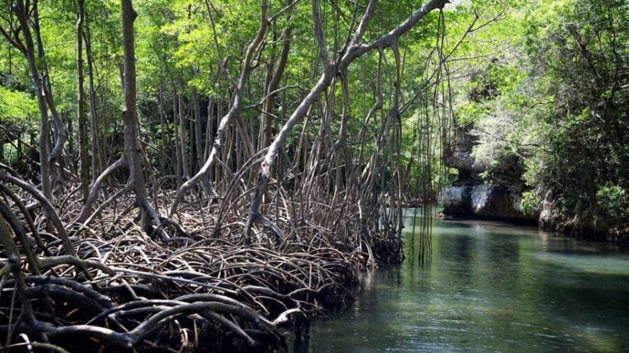 3in1: Los Haitises National Park + Yanigua Waterfall + Round Mountain
