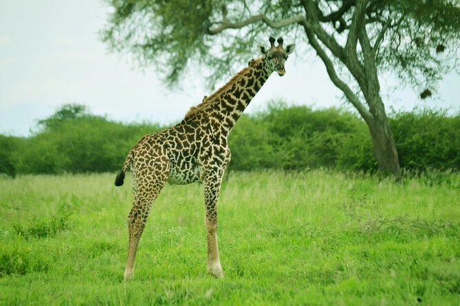 4-Day Camping on the Big Five Private Safari