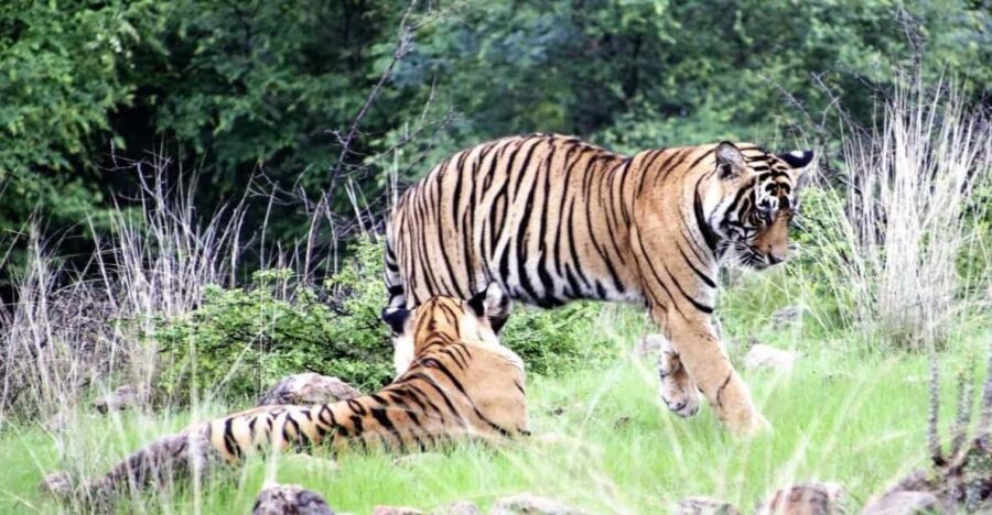 4 Day Golden Triangle & Ranthambore Safari From Delhi