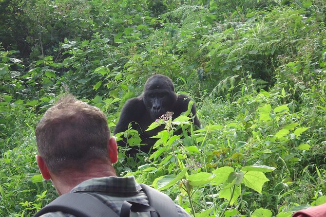 4-Day Gorilla & Chimpanzee Trekking Luxury Fly-in Tour in Uganda