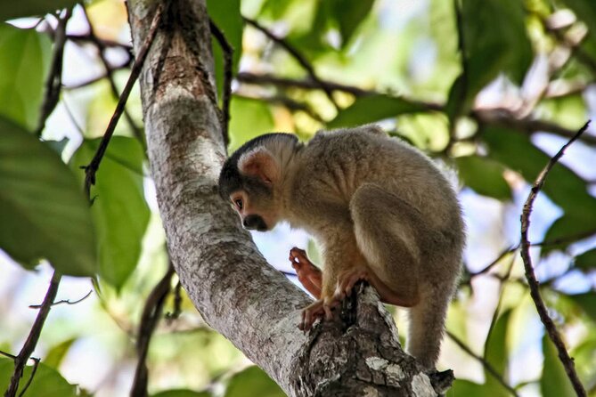 4 Day Tour in Tambopata National Reserve - Tour Overview