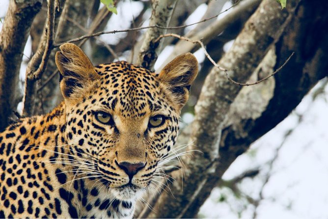 4-Day Unforgettable Kruger Park Safari & Panorama Route Tour - Itinerary Overview