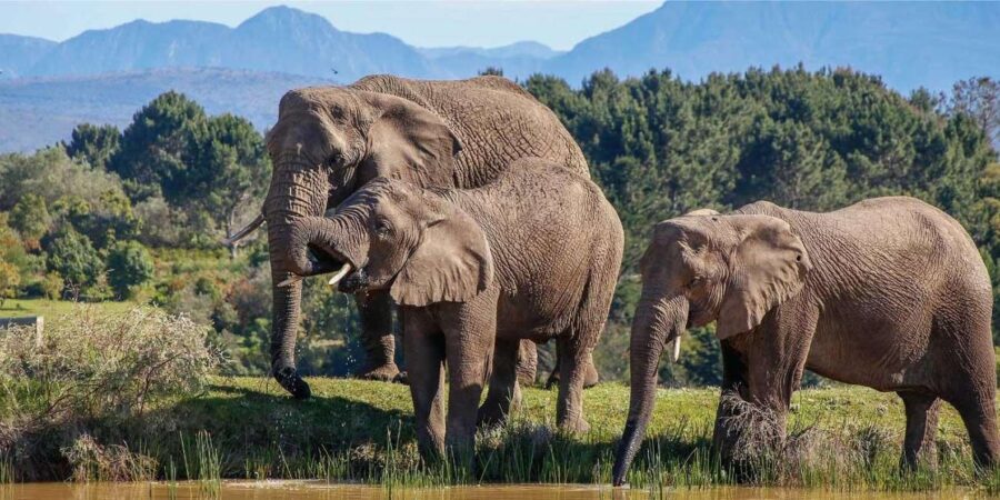 4 Days Garden Route Private Safari Tour From Cape Town