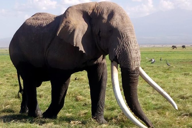 4 Days – Majestic Maasai Mara and Lake Nakuru Safari