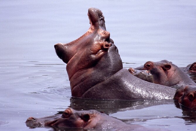 4 Days Tanzania Luxury Camping Safari - Inclusions and Exclusions