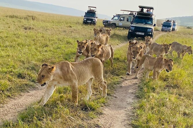 4 Days Tour Landcruiser in Masai Mara and Lake Nakuru - Tour Overview