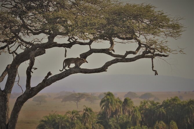 4 Days:tanzania Budget Safari
