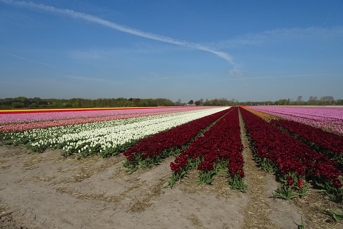 4 Hours Private Tour to the Famous Colourfull Flower Fields From Amsterdam