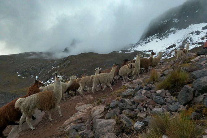 4D3N Llama Trek to Machu Picchu & Sacred Valley Journeys - Inclusions and Amenities