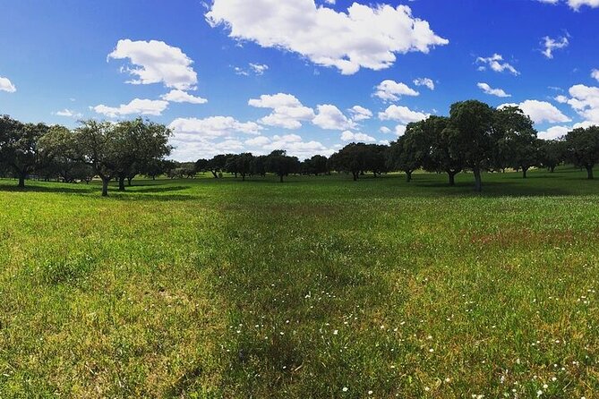 4×4 Cork Tour With Optional Lunch