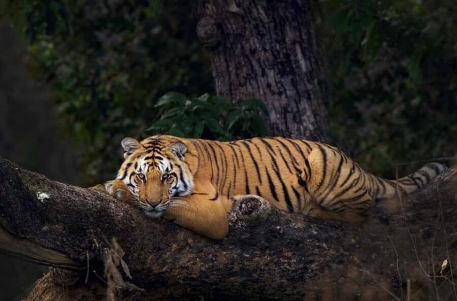 5-Day Golden Triangle With Jim Corbett National Park Safari