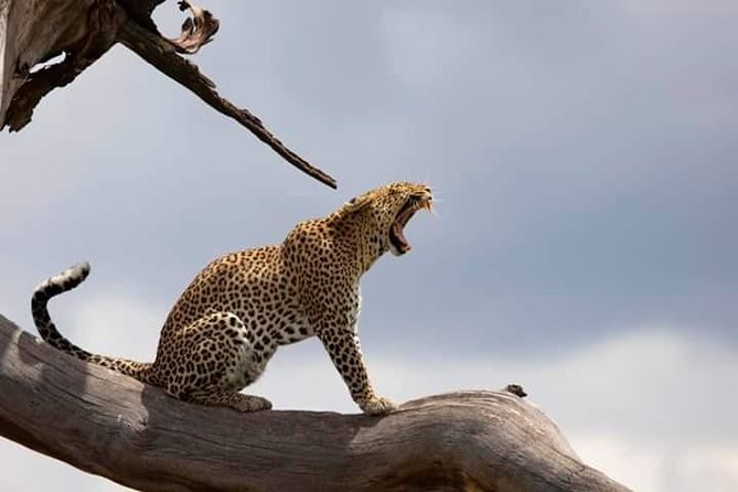5-Day Maasai Mara and Ol Pejeta Conservancy Guided Safari