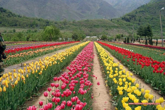 5 Day Paradise Kashmir Tour