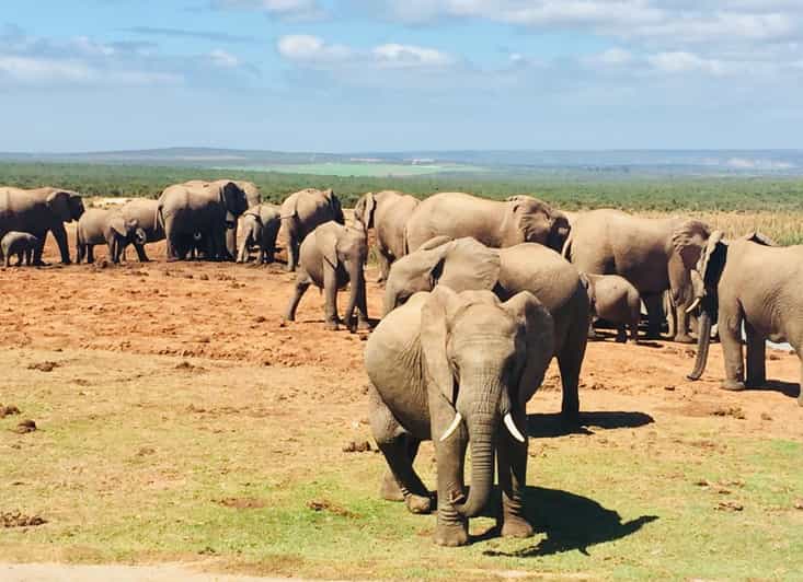 5-Day Private Garden Route Tour Package From Cape Town