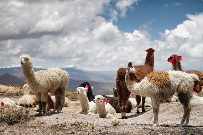 5 Day Tour to Sacred Valley Machu Picchu Maras and Moray