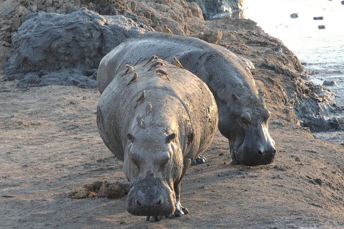 5 Day Victoria Falls and Hwange National Park Accommodated Safari Tour