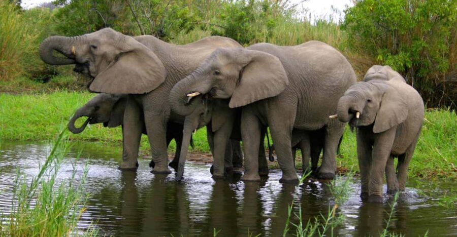 5 Day Zululand Pvt Safari From Durban Plus Drakensberg M
