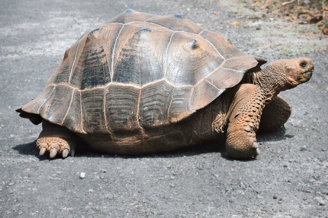 5 Days Excursion to Galapagos Islands With Snorkel and Volcanoes