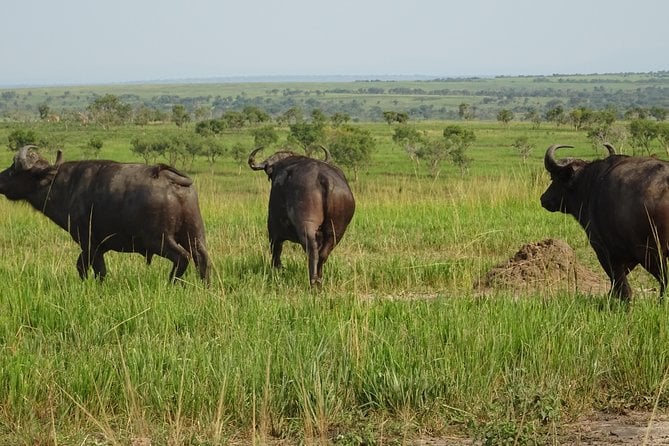 5 Days Gorillas and Lion Tour in Uganda