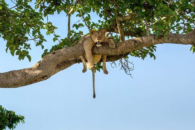 5 Days Luxury Lodge Safari Tour Tanzania - Arusha: Gateway to Tanzanias Wonders