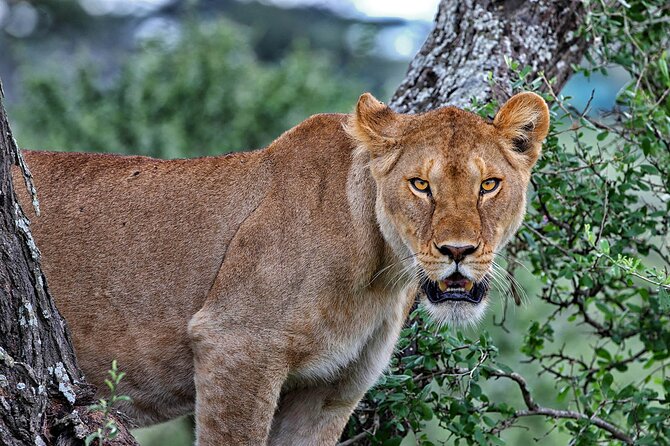5 Days Northern Tanzania Budget Group Joining Safari