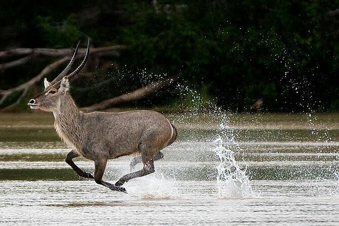5-Days Selous Game Reserve and Mikumi National Park Tour