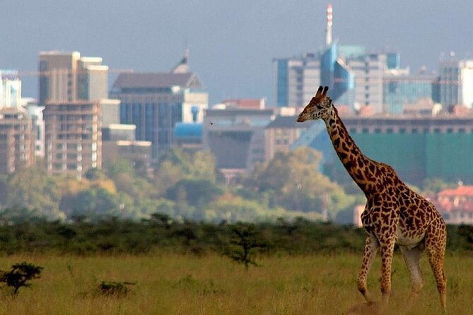 5 Hour Private Tour Nairobi National Park Or Evening Game Drive - Tour Overview