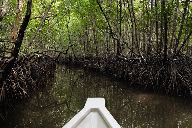 5 Hours Mangrove Boat Tour in Langkawi