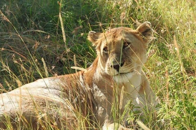 6 Day Maasai Mara, Lake Nakuru, Amboseli National Park - Tour Overview