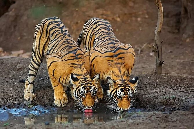 6-Day Private Tour of Indian Wildlife & Palaces From Colombo Port - Tour Overview and Inclusions
