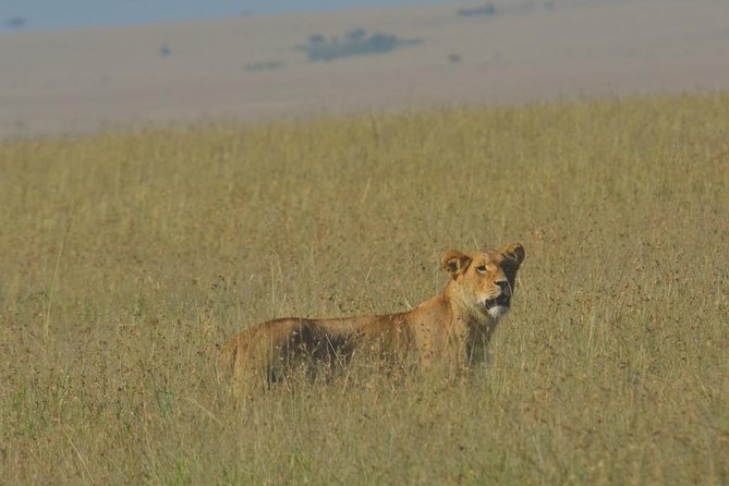 6 Days Maasai Mara/Nakuru/Amboseli Group Safari