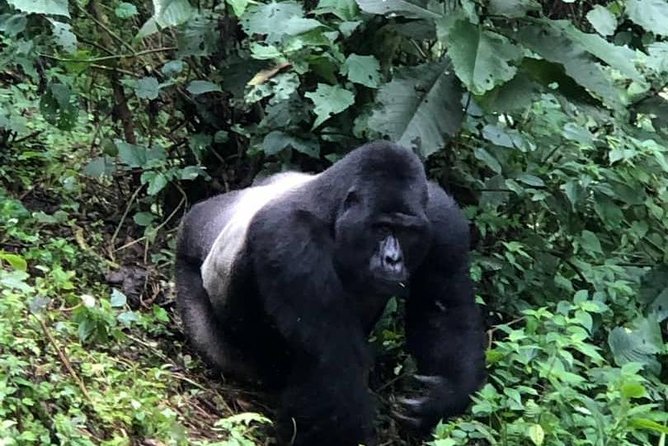 6 Days Rwanda Uganda Budget Wildlife Safari - Inclusions