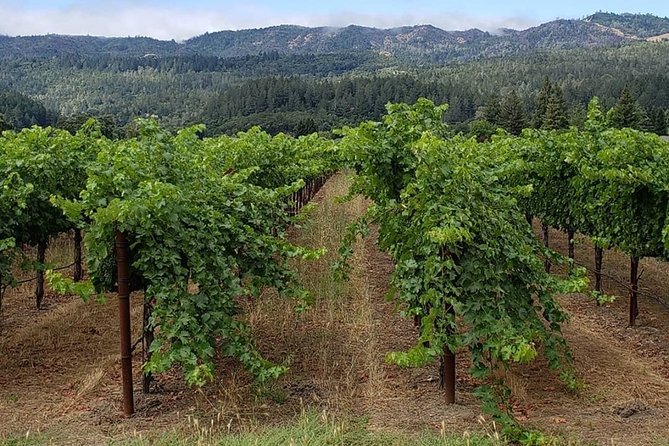 6 Hour Sonoma Wine Tasting Tour From San Francisco