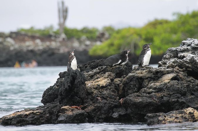 7-Day Galapagos Island Hopping Tour: Tortuga Bay, Tintoreras, Wildlife Watching