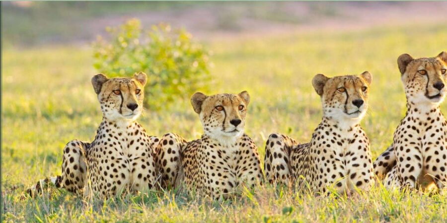 7 Day Garden Route & Addo National Park Durban to Cape Town