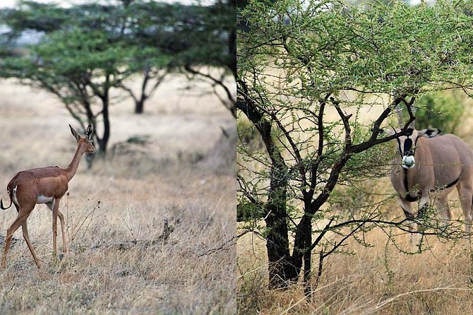 7-Day Maasai Mara, Lake Nakuru, Lake Naivasha and Samburu Safari From Nairobi