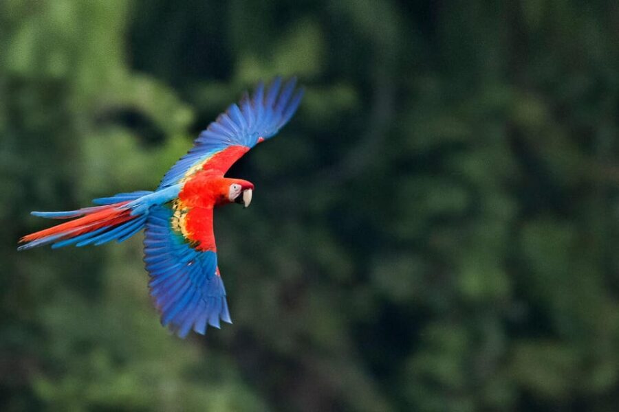 7-Day Tambopata Tour With Bird Watching