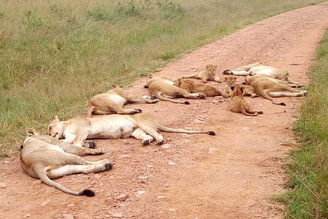 7 Days Maasai Mara, Lakes Nakuru, Naivasha & Amboseli Group Tour - Tour Overview
