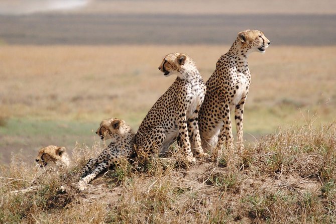 8-Day Kenya and Tanzania Private Lodging Safari From Nairobi
