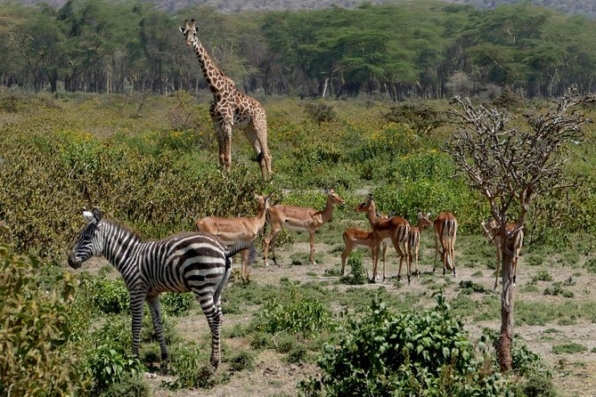 8 Days Amboseli Lake Nakuru Masai Mara Lake Naivasha Safari